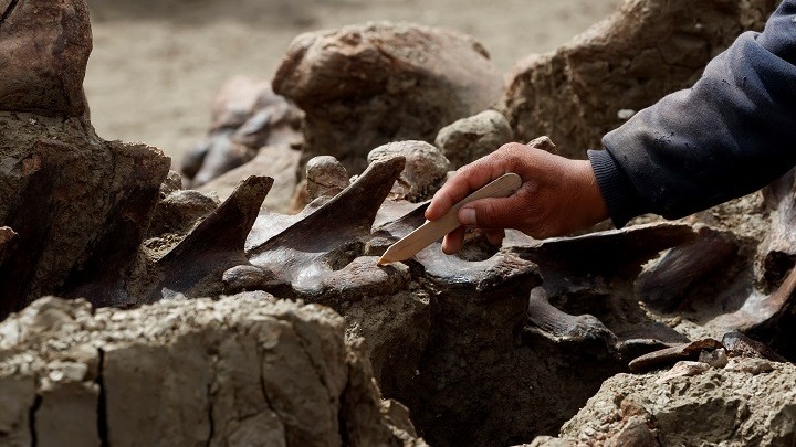 Το αρχαιότερο DNA στον κόσμο απομονώθηκε από απομεινάρια μαμούθ ηλικίας άνω του ενός εκατ. ετών στη Σιβηρία