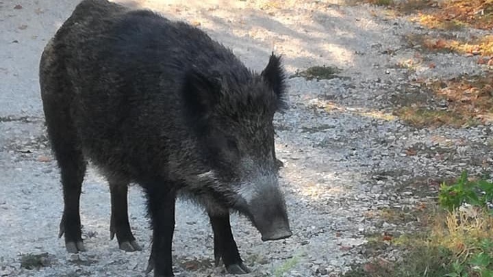 Παρ’ ολίγον τραγωδία στον Έβρο: Οδηγός τράκαρε με αγριογούρουνο