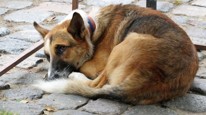 Πρωτοβουλίες και δράσεις του Δήμου Θεσσαλονίκης για τα αδέσποτα ζώα