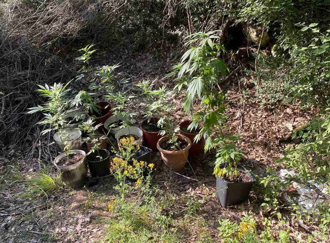 Θεσσαλονίκη: Καλλιεργούσε κάνναβη σε δασική έκταση (pic)