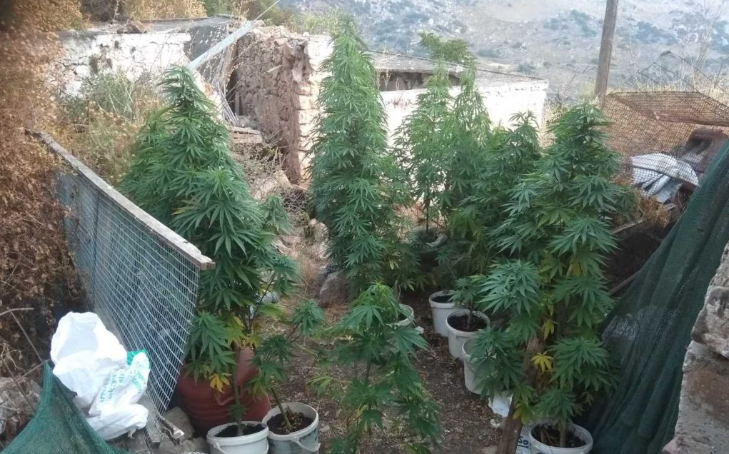 Καλαμάτα: Σύλληψη 70χρονου με περισσότερα από έξι κιλά χασίς