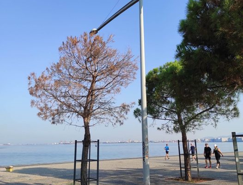 Δήμος Θεσσαλονίκης: Αντικατάσταση 18 κουκουναριών που ξεράθηκαν στη Νέα Παραλία