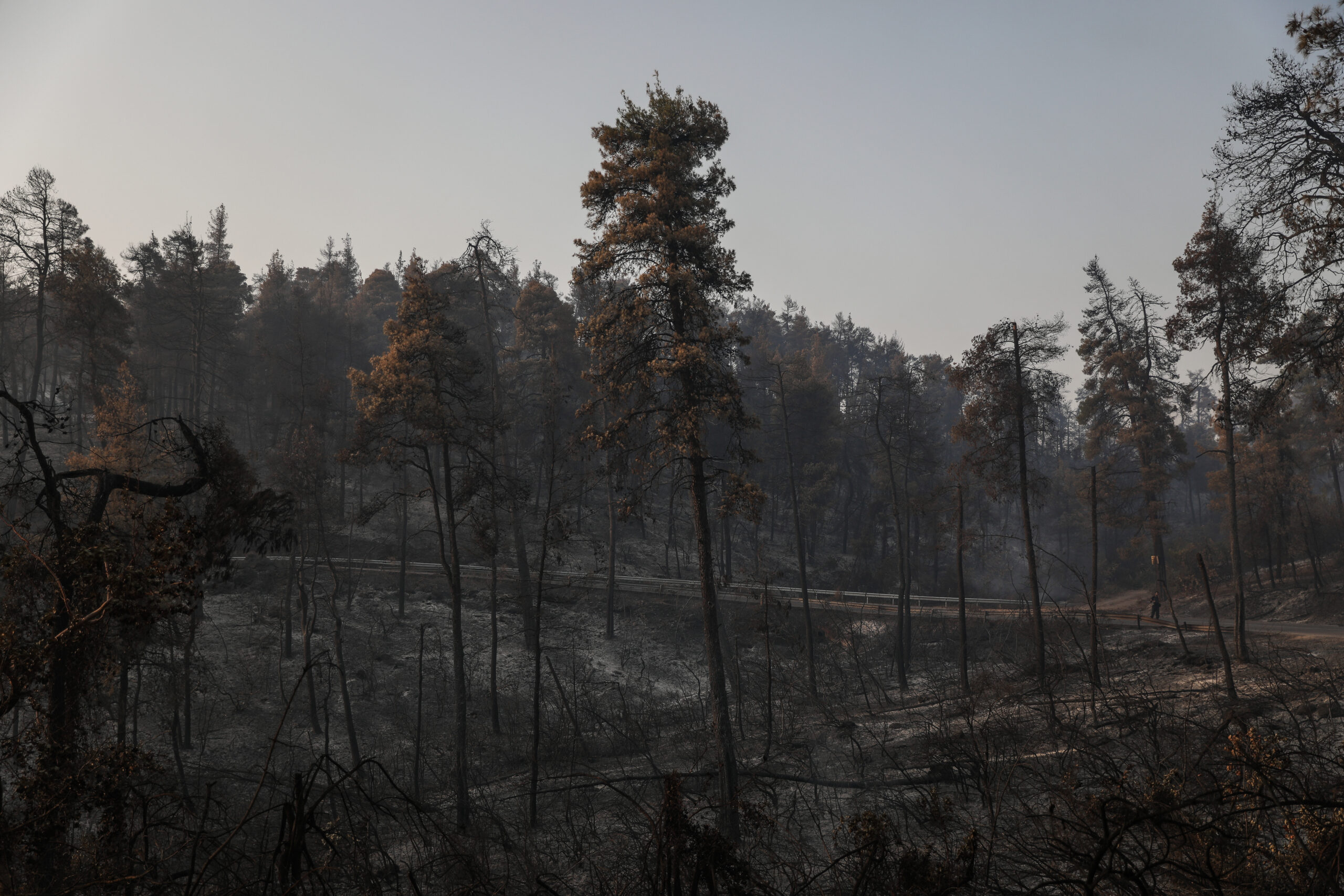 Φωτιά στην Εύβοια: Δείτε το πριν και το μετά… Περισσότερα από 500.000 καμένα στρέμματα