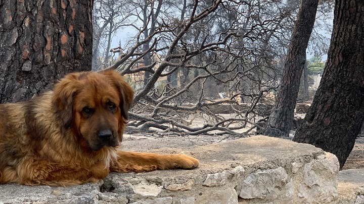 Τα πρωτοσέλιδα των πολιτικών εφημερίδων – Σε πύρινη πολιορκία η Ελλάδα