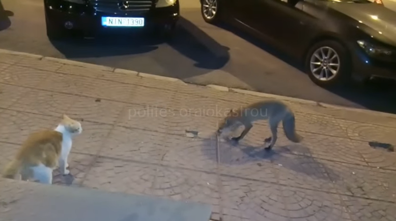 Ωραιόκαστρο: Αλεπού έξω από  πολυσύχναστη καφετέρια – Δείτε το βίντεο