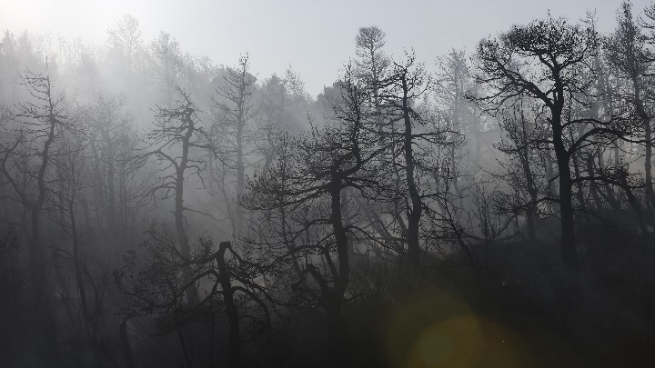 Βίλια: Σε ύφεση η φωτιά – 31 δασικές πυρκαγιές το τελευταίο 24ωρο στην Ελλάδα (vid)