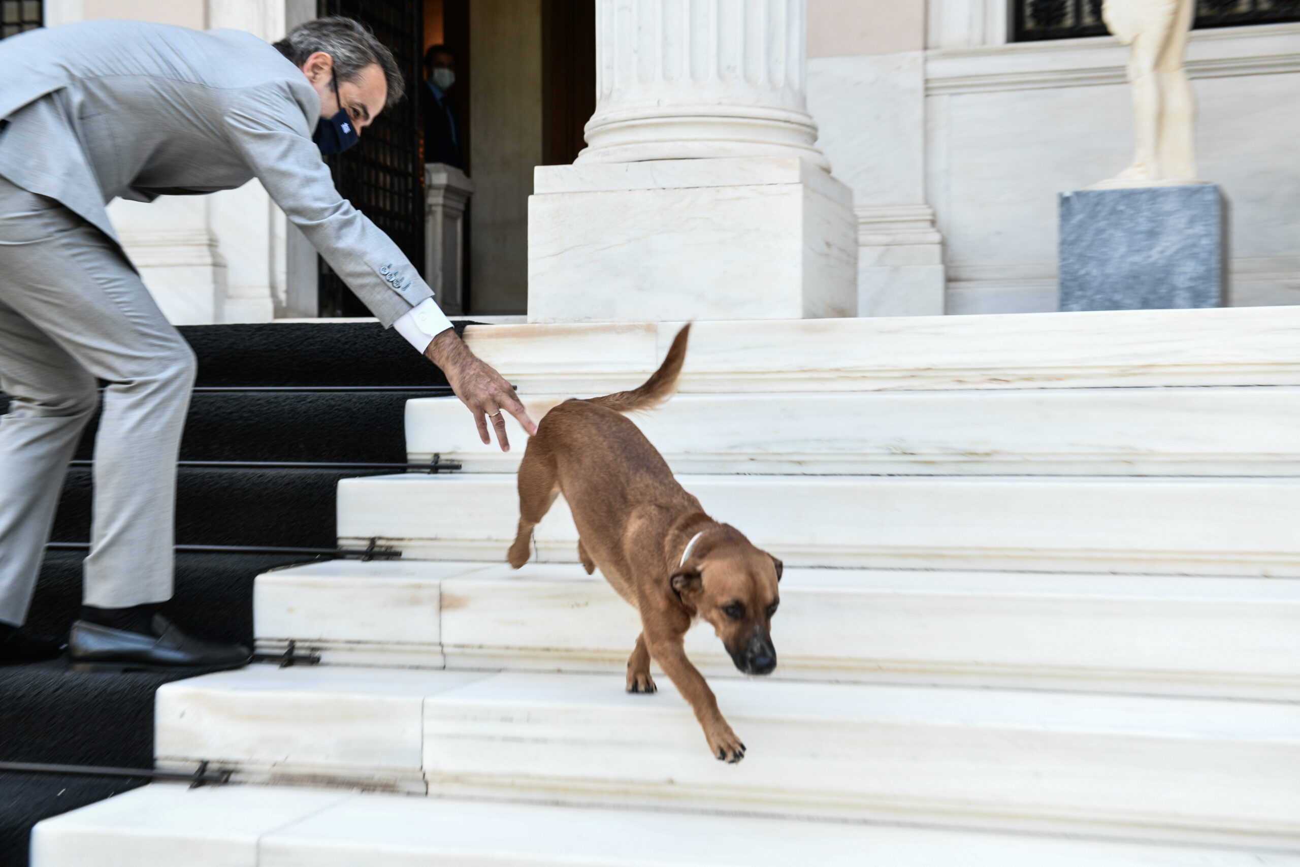Το μήνυμα του Κ. Μητσοτάκη για την υιοθεσία αδέσποτων ζώων: «Ο Peanut γέμισε χαρά την καθημερινότητά μας»