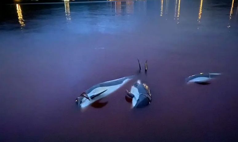 Κτηνώδες έθιμο στα Νησιά Φερόε: Διεθνής κατακραυγή για την σφαγή 1.500 δελφινιών (vid)