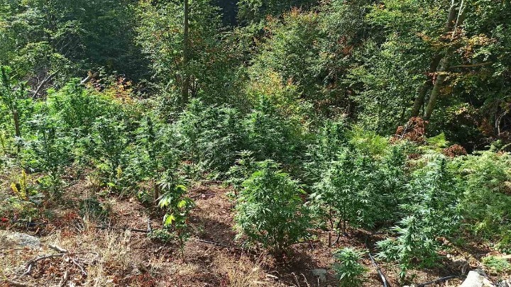 Κρήτη: Βρέθηκε χασισοφυτεία χάρη στον…σεισμό