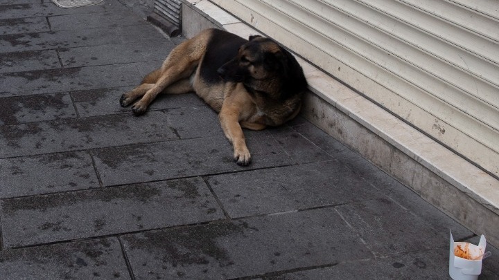 Μπότζι: Ένας σκύλος που αγαπάει τα ταξίδια με τα ΜΜΜ