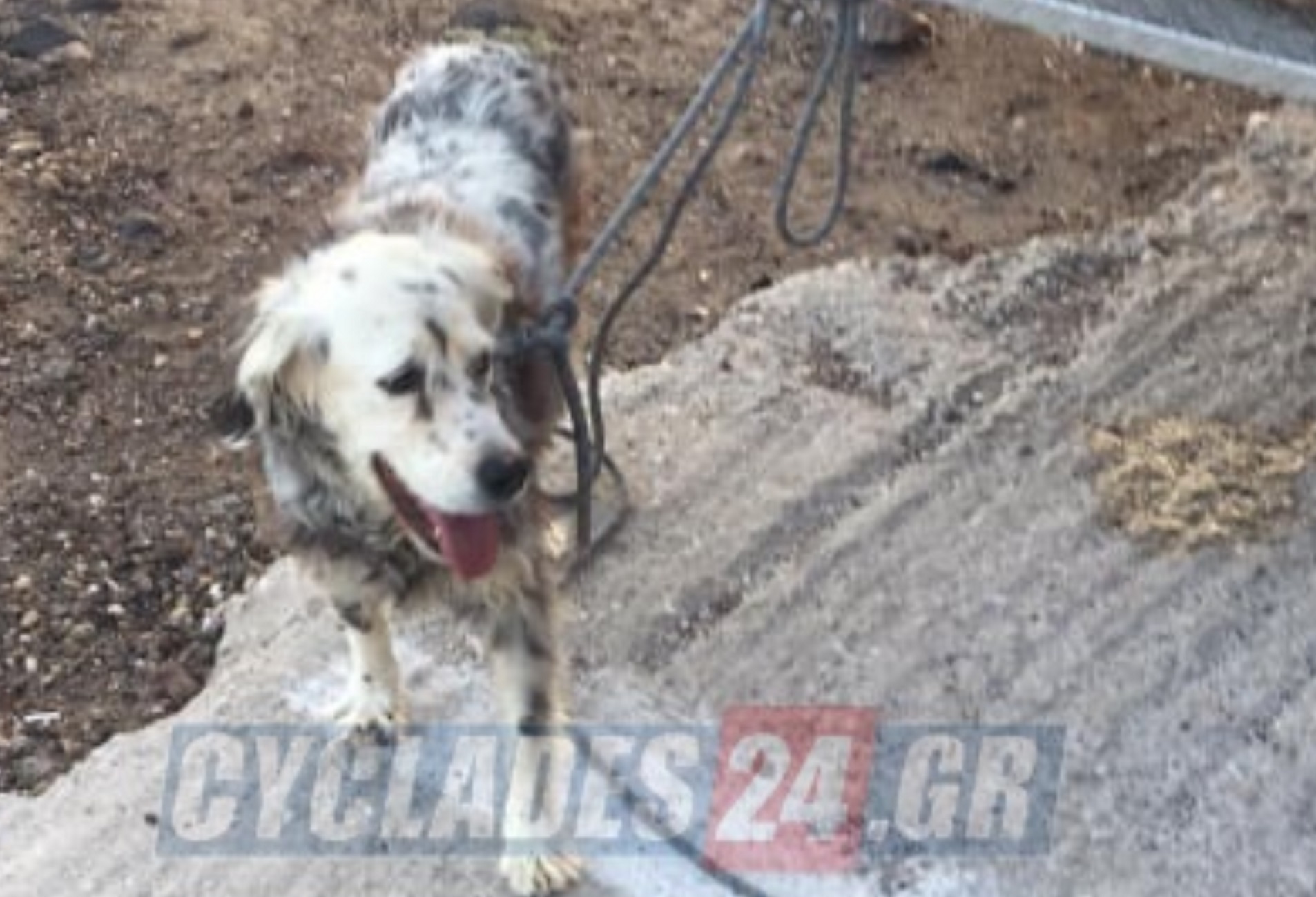 Σαντορίνη: Συγκινητική διάσωση σκύλου στην «κόκκινη παραλία»