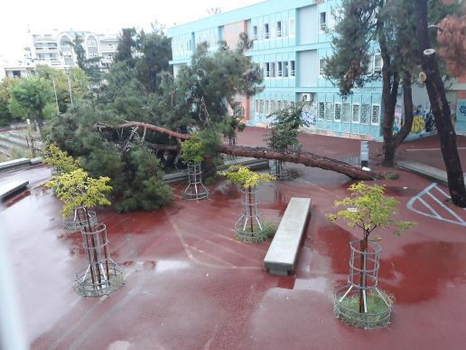 Θεσσαλονίκη: Μεγάλο πεύκο έπεσε σε αυλή σχολείου στη Χαριλάου