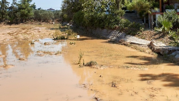 Φάρσαλα: Διάσωση κουταβιών που παραλίγο να πνιγούν από τον «Διομήδη» (vid)
