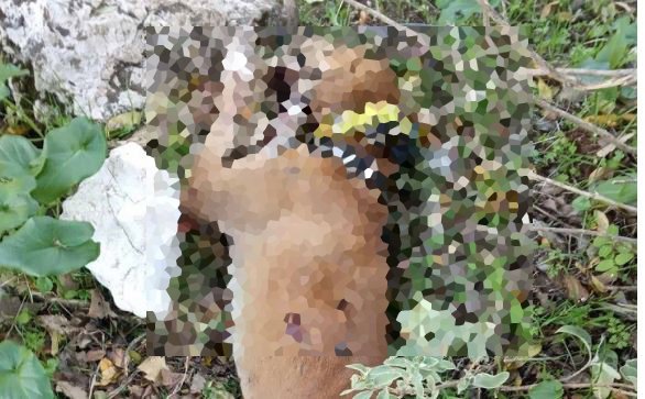 Σοκ στο Αγρίνιο: Πυροβόλησαν εν ψυχρώ τρία σκυλιά – Χειροπέδες σε ζευγάρι (σκληρές εικόνες)