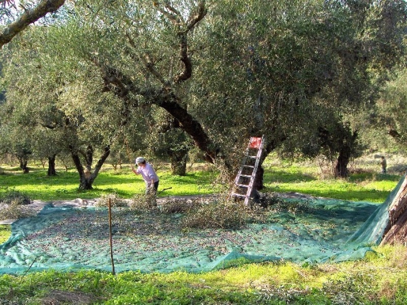 Ηράκλειο: Πέθανε 39χρονος ενώ μάζευε ελιές
