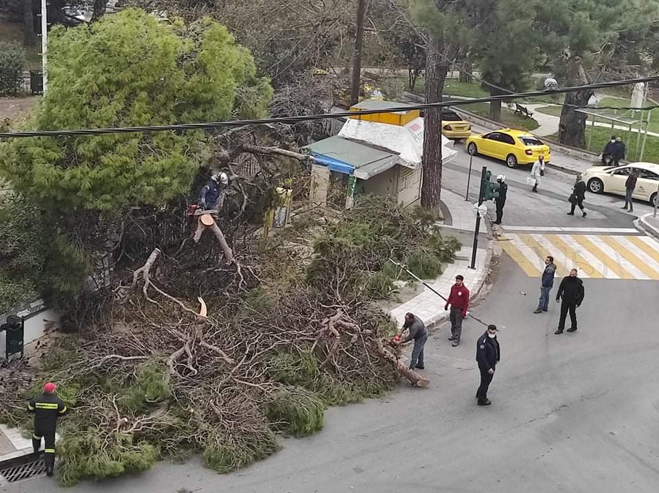 Λέσβος: Μαθητές γλίτωσαν από…τύχη μετά από πτώση δέντρου σε σχολείο (pics)