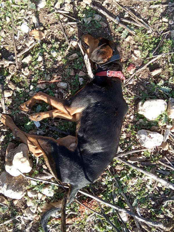 Πάτρα: Συνελήφθη γυναίκα που είχε 53 σκύλους και μια γάτα