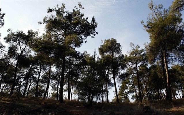 Θεσσαλονίκη: Συνεχίζεται η απαγόρευση κυκλοφορίας στο Σέιχ Σου λόγω κινδύνου για πυρκαγιά