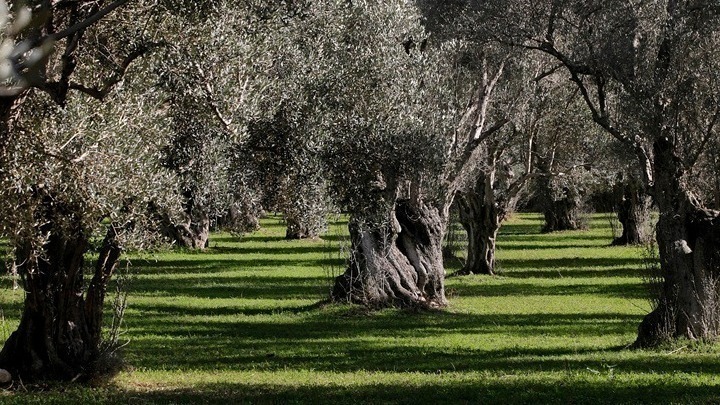 Προσφέρουν πολλές δυνατότητες τα αιωνόβια δέντρα