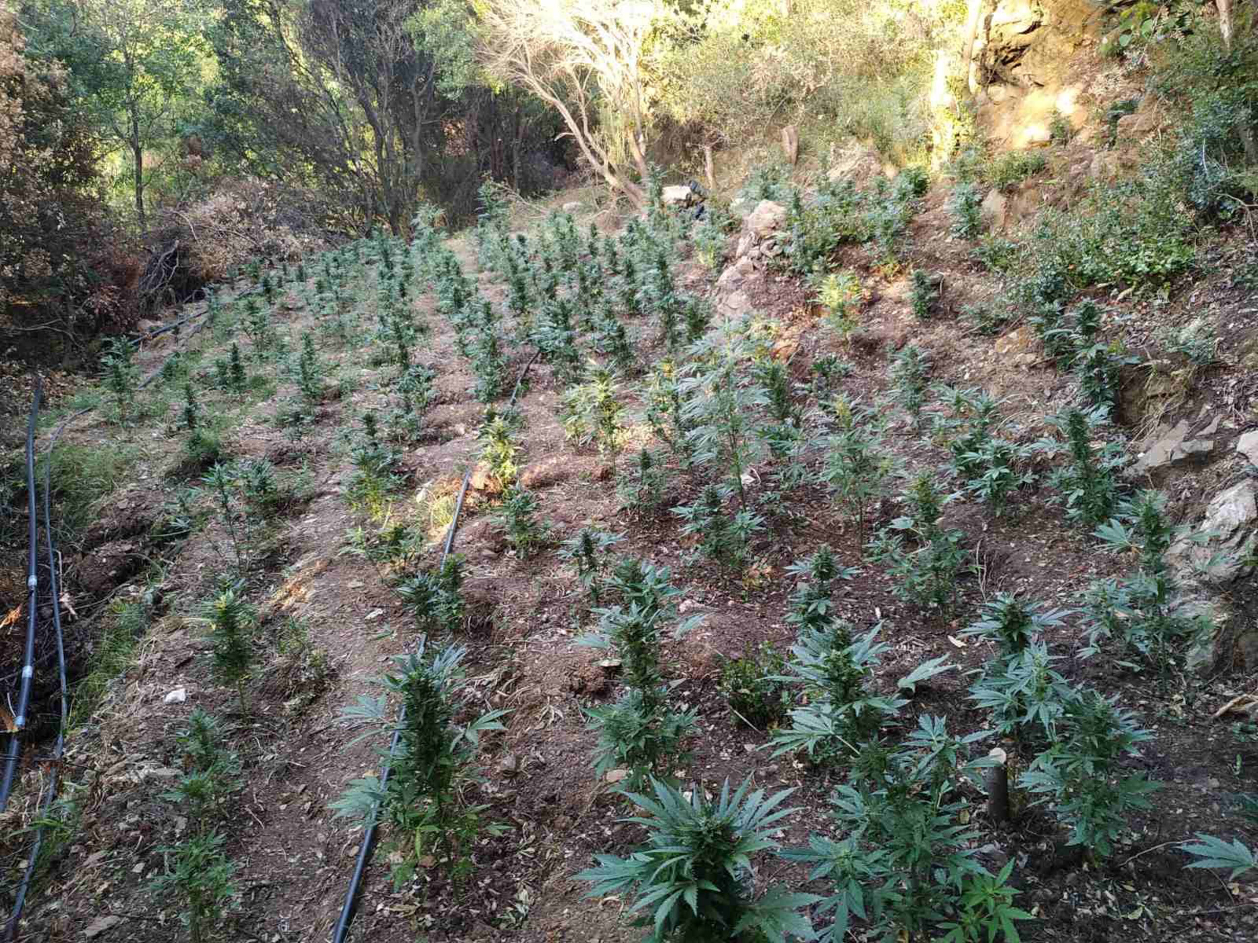Καλαμάτα: Φυτεία με 172 δενδρύλλια κάνναβης εντοπίσθηκε στη Μεσσηνία