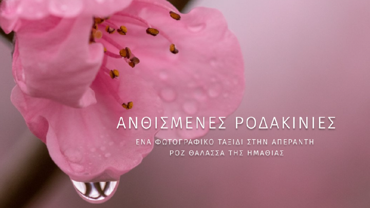 Βέροια: Άνθισαν οι ροδακινιές – Από τις 20/3 ξεκινούν οι δράσεις