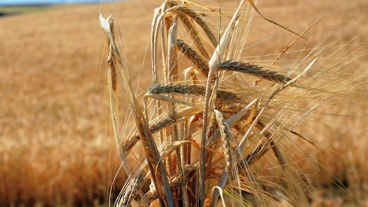 Η Ρωσία περιορίζει τις εξαγωγές ζάχαρης και σιτηρών