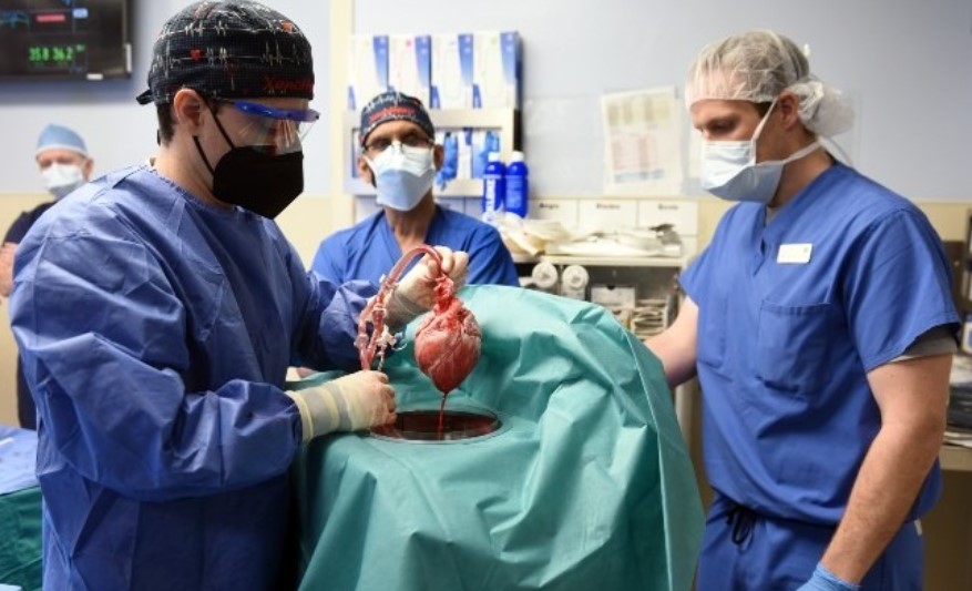 ΗΠΑ: Πέθανε ο πρώτος άνθρωπος που υποβλήθηκε σε μεταμόσχευση καρδιάς από γενετικά τροποποιημένο χοίρο