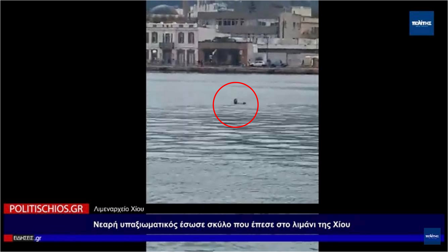 Yπαξιωματικός έσωσε σκύλο που έπεσε στο λιμάνι της Χίου – Δείτε βίντεο