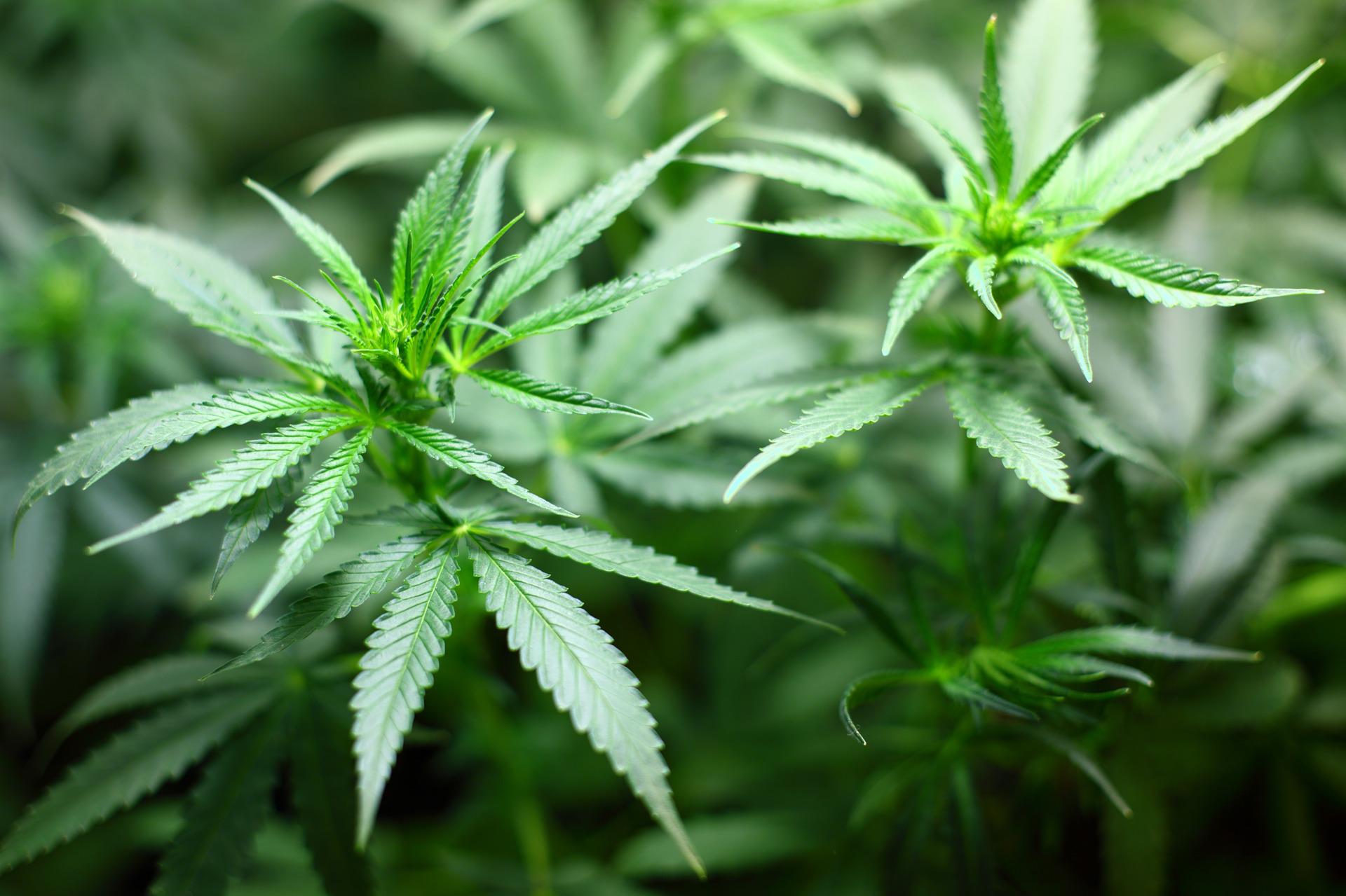 4:20 – Τι είναι και πως γιορτάζεται η ημέρα της Κάνναβης