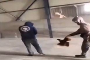 Νέο περιστατικό κακοποίησης ζώου στην Εύβοια – «Διασκέδαζαν» χτυπώντας ο ένας τον άλλο με μια… κότα (vid)