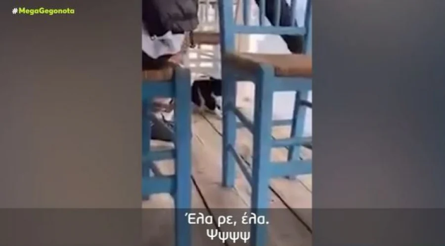 Εύβοια: Δεν εμφανίστηκε στο Δικαστήριο ο 30χρονος που κλώτσησε την γάτα στην Αιδηψό