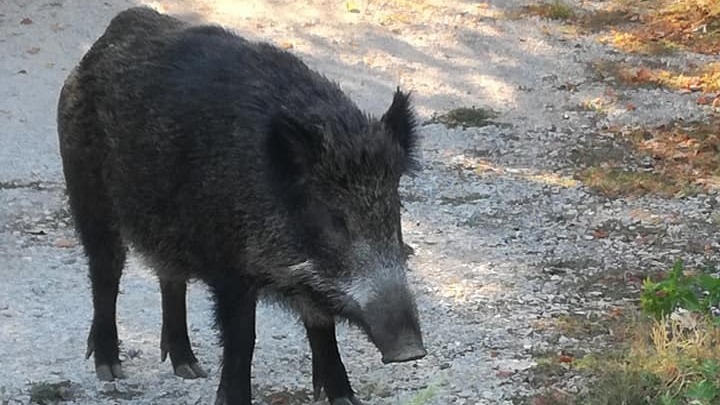 Πώς μπορούν να μειωθούν τα θανατηφόρα τροχαία με αγριογούρουνα