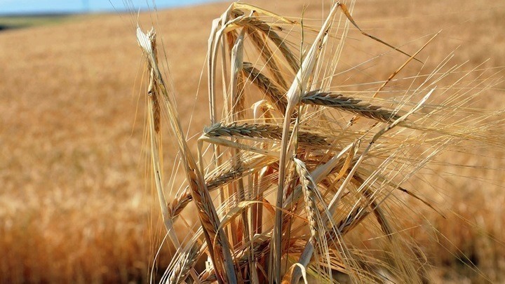 Ουκρανία: Εξήγαγε 1.000.000 τόνους σιτηρών τον Απρίλιο σε πείσμα του πολέμου
