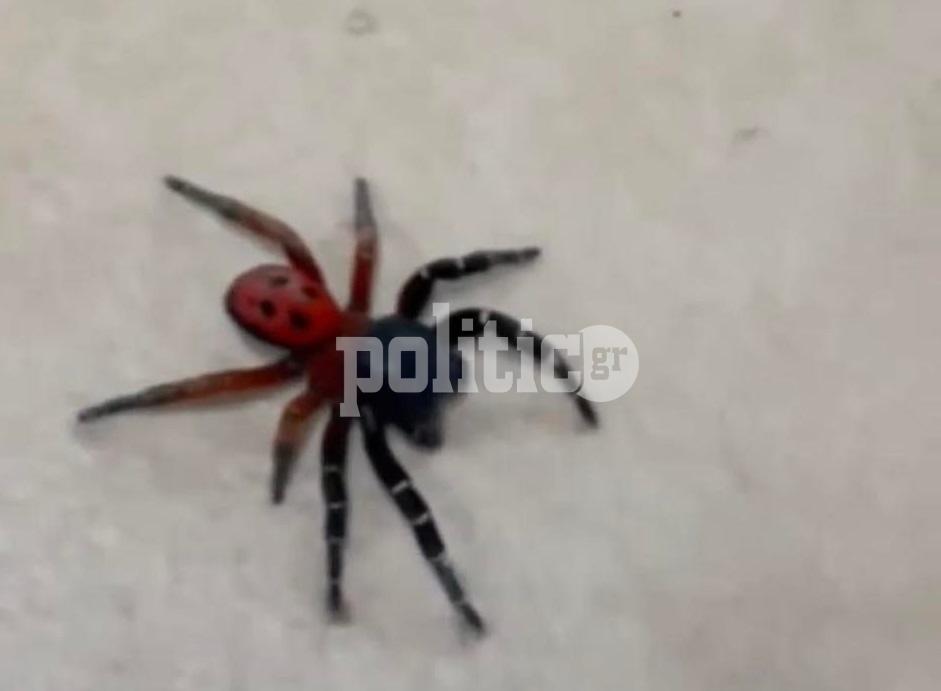Σπάνια «αράχνη πασχαλίτσα» εμφανίστηκε στη Θεσσαλονίκη (pics & vid)