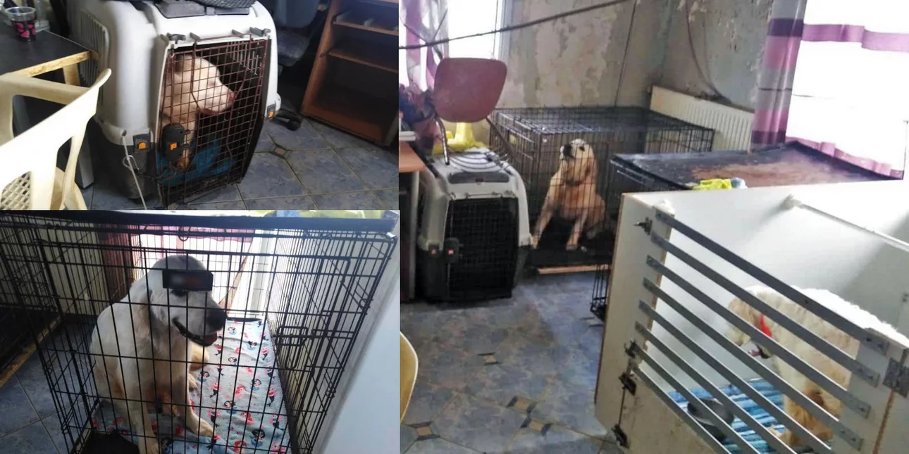 Θεσσαλονίκη: 21 μήνες φυλακή με τριετή αναστολή για την 60χρονη που κρατούσε 16 σκυλιά σε σπίτι – τρώγλη