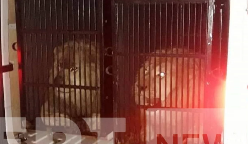 Προορισμός των τεσσάρων άγριων ζώων που εισήλθαν στη χώρα μας ήταν η Αλβανία και όχι η Ελλάδα