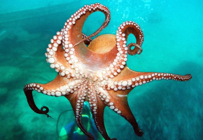 Γιατί όλοι τις τελευταίες μέρες μιλάμε για τα χταπόδια;