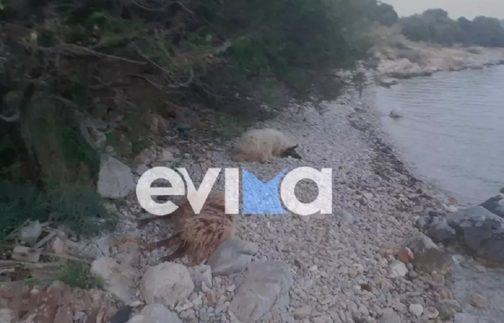 Τραγωδία στην Εύβοια: Κοπάδι προβάτων πέθανε σε παραλία, μετά το θάνατο του βοσκού του (pics)