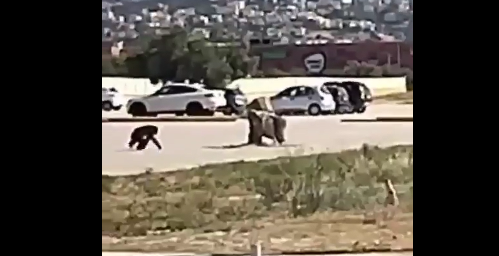 Βίντεο – Ντοκουμέντο: Η στιγμή που ο χιμπατζής το σκάει από το Αττικό Ζωολογικό Πάρκο