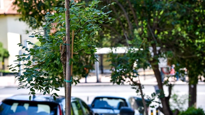 Δήμος Αθηναίων: Χιλιάδες δένδρα και θάμνους φύτεψε τα τελευταία χρόνια