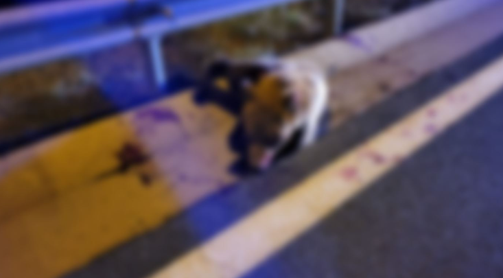 Απίστευτο τροχαίο στην Κοζάνη: Αρκούδα συγκρούστηκε με αυτοκίνητο στην Εγνατία Οδό (Vid)