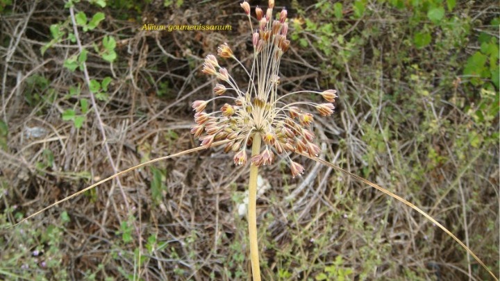 Allium Goumenissanum: Το νέο είδος φυτού που καταγράφηκε για πρώτη φορά, παγκοσμίως, στη Γουμένισσα