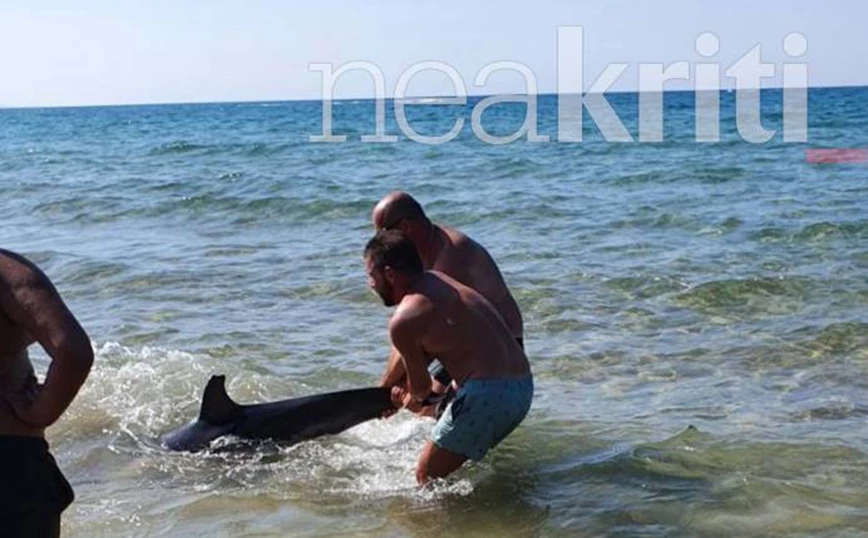 Κρήτη: Δεν τα κατάφερε το τραυματισμένο δελφίνι που έχασε τον προσανατολισμό του