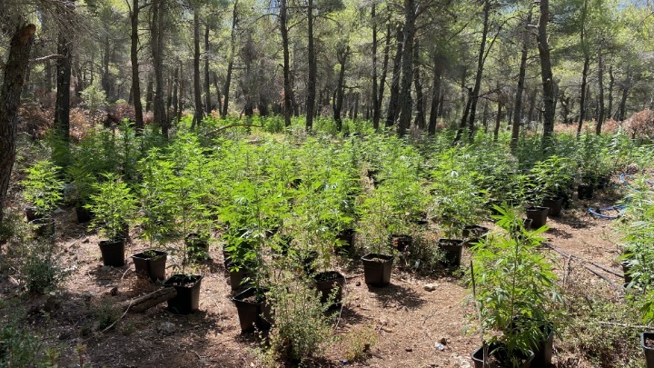 Κατερίνη: Μία σύλληψη για καλλιέργεια δενδρυλλίων κάνναβης