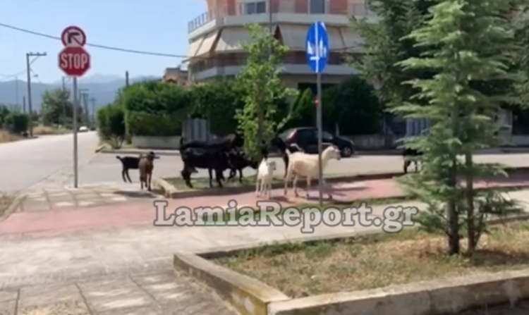 Λαμία: Κατσίκια βγήκαν για να βοσκήσουν σε… ποδηλατόδρομο (vid)