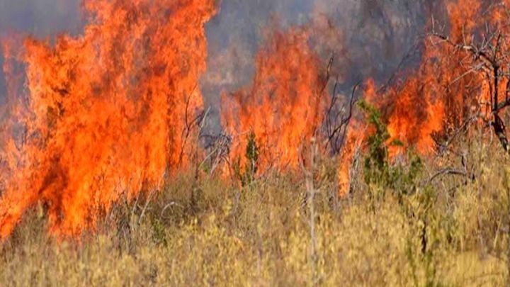 Λάρισα: Φωτιά σε δασική έκταση στην Αγιά