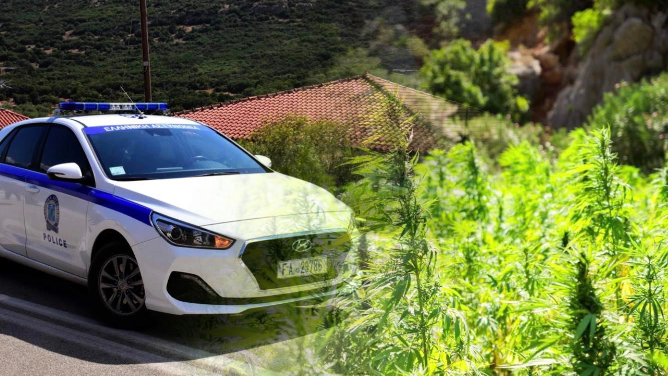 ΕΛΑΣ: Σε εξέλιξη επιχείρηση για την εκρίζωση δενδρυλλίων κάνναβης στο Αιγάλεω