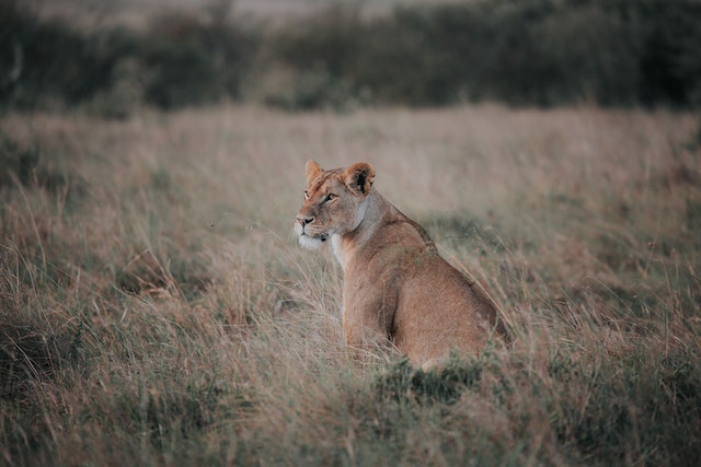 WWF: Σχεδόν το 70% της άγριας πανίδας εξαφανίστηκε από το 1970