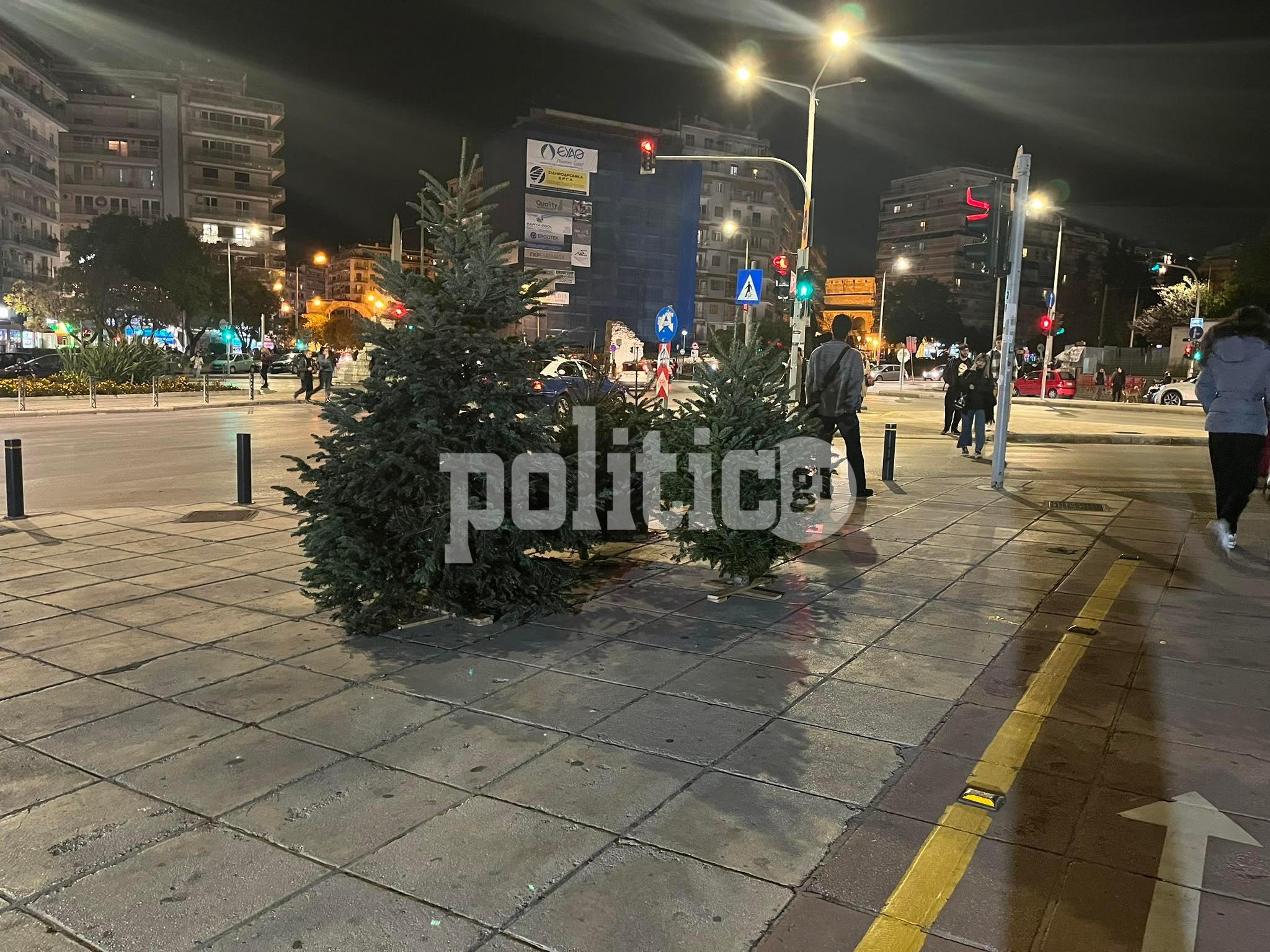 Φυσικά χριστουγεννιάτικα δέντρα: Από αύριο η διάθεσή τους σε όλη την Ελλάδα