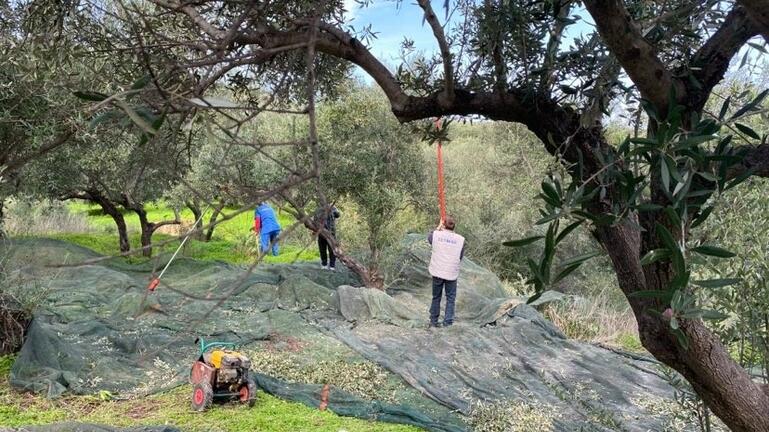 Χανιά: Πήγαν να μαζέψουν ελιές και βρέθηκαν στο νοσοκομείο μετά από ξυλοδαρμό